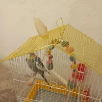 عروس هلندی باقفس