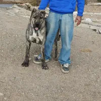 توله افغان یک ساله