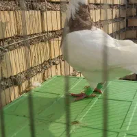 ۳ تا نر رنگی گرفتنی درجه یک