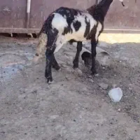 بره قوچ