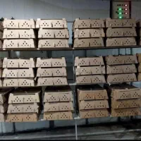 جوجه یکروزه گوشتی راس ۳۰۸ تضمینی|حیوانات مزرعه|ساری, |دیوار