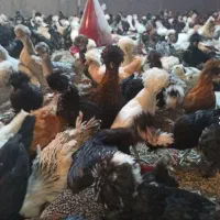 انواع جوجه