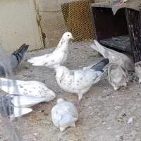 کبوتر