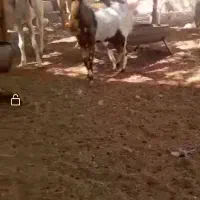 بز گلابی اصل و بز افغانی|حیوانات مزرعه|شیراز, دروازه اصفهان|دیوار