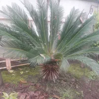 سیکاس هفت ساله