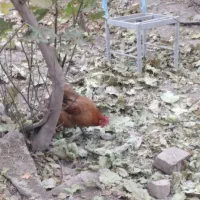 فروش تعدادی مرغ و خروس|حیوانات مزرعه|شهریار, شهریار|دیوار