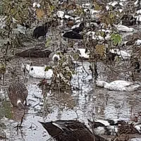 فروش اردک ۵ ماهه