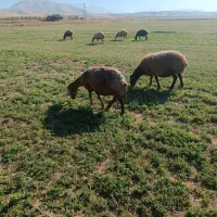 حتماً مطالعه کنید سرمایه گذاری پرورش بره