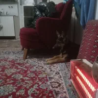 سگ ژرمن ورکلاین