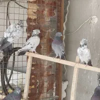 فروشی|پرنده|دامغان, |دیوار