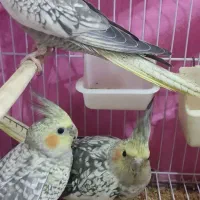 عروس هلندی جفت و تک