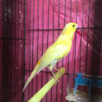 قناری طلایی نر