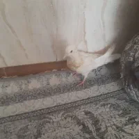 کبوتر|پرنده|شیراز, بید زرد|دیوار