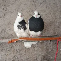 کفتر جوجه|پرنده|قم, باغ شریفی|دیوار