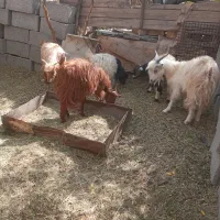 شش عدد کهره|حیوانات مزرعه|دهبکری, |دیوار