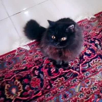 فروش بچه گربه هفت ماهه نژاد هیمالین