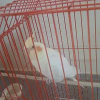 عروس هلندی درجه 1 رام