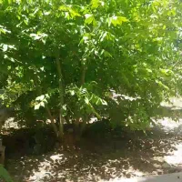 فروش باغ و باغچه با اب چاه و اب چشمه در فاروق