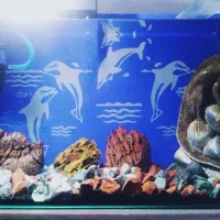 دو عدد آکواریوم شیشه خم شرکتی