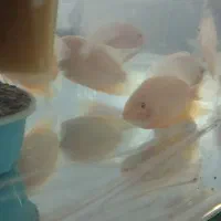 سورم|ماهی|زنجان, |دیوار