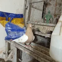 کبوتر ماده|پرنده|برازجان, |دیوار