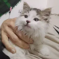 گربه پشمالو پرشین