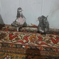 کفتر ساده .جوجه کرباتی . سبز آلمانی . سیاه پاک|پرنده|مشهد, رضاییه|دیوار