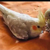 عروس هلندی نر و ماده|پرنده|رشت, گلسار|دیوار