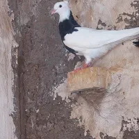 کبوتر طوقی، جوان سه پری|پرنده|اهواز, کوی فرهنگیان ۲|دیوار