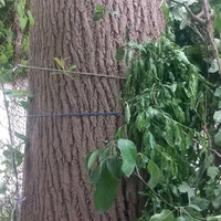 هرصکاری قطع وخریددرخت مزاحم درمحل|خدمات باغبانی و درختکاری|چمستان, |دیوار