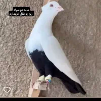 دم سیاه خطی