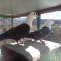 کله سفید کربلایی