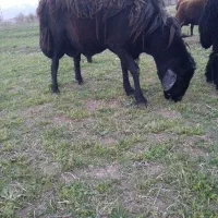 قوچ قره چال