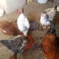 پنج عدد مرغ ویک خروس و3عدد جوجه لاری|پرنده|مشهد, رسالت|دیوار