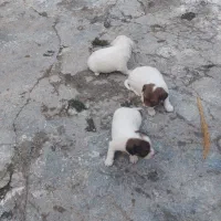 سگ پاکوتاه