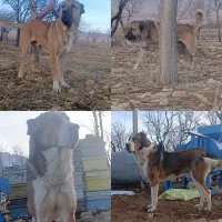 واگذاری توله سرابی