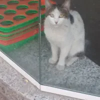 گربه گم شده|گربه|یزد, |دیوار