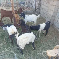 کره رشتی|حیوانات مزرعه|بم, |دیوار