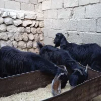 بزغاله|حیوانات مزرعه|آبدانان, |دیوار