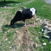 گاو داشتی خونگی