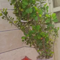 گل مرجان|گل و گیاه طبیعی|سملقان, |دیوار