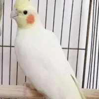 سه عدد کفتر گمشده چهارراه فرودگاه