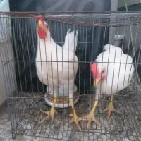 مرغ و خروس