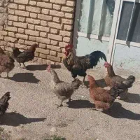 مرغ و خروس