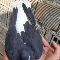 کبوتر شهری|پرنده|خرمشهر, |دیوار