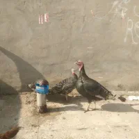 بوقلمو ب فروش میرسد