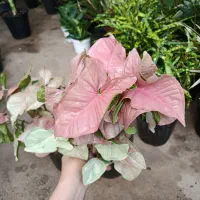 گل وگیاه آپارتمانی|گل و گیاه طبیعی|جنت, |دیوار