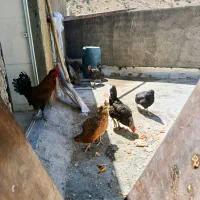 مرغ و خروس ،دونه ای 1400000