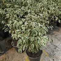 گل و گیاه آپارتمانی بنجامین