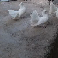 کبوتر دم چتری|پرنده|لردگان, |دیوار